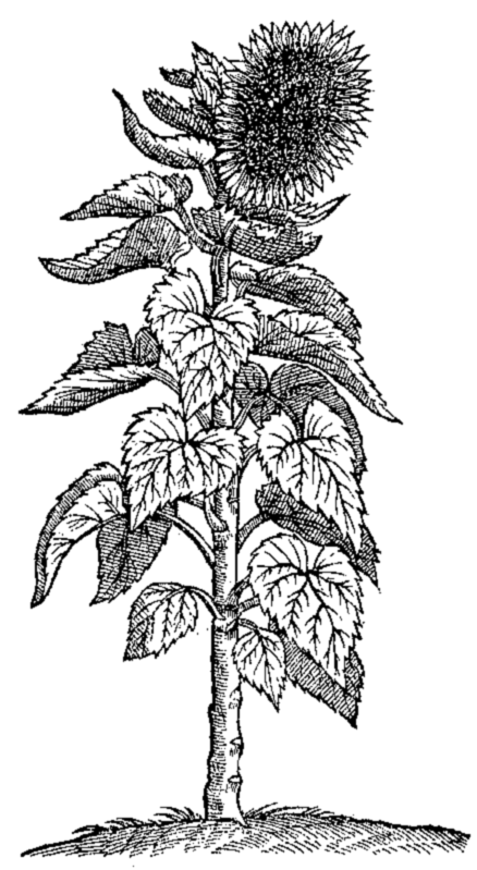 Helianthus annuus (Dodoens,1578)